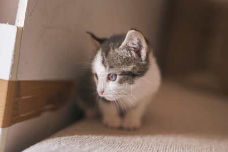 Téléchargez les photos : Beau petit chaton jouant sur le canapé du salon - en image libre de droit