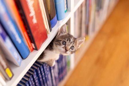 Foto de Adorable gatito jugando alrededor de estantes de libros en la sala de estar, escalando, escondiéndose y espiando - Imagen libre de derechos