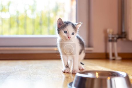 Foto de Hermoso gatito sentado junto a un tazón de leche colocado en el suelo de la sala de estar junto a una ventana - Imagen libre de derechos