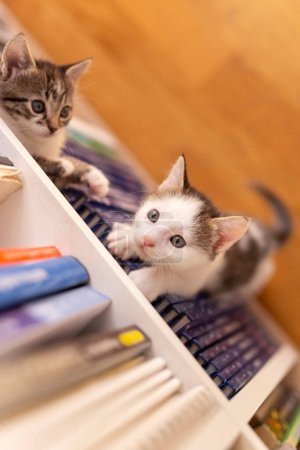 Photo for Top view of two adorable little kittens playing around book shelves in the living room, climbing, hiding and peeking - Royalty Free Image