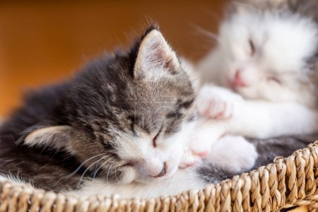 Foto de Dos lindos gatitos bebés blancos y grises tomando una siesta en una canasta de mimbre - Imagen libre de derechos
