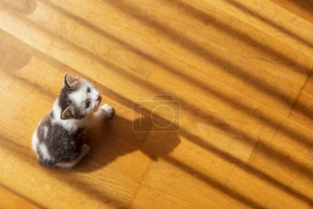 Photo for Top view of cute little grey and white kitten playing on the living room floor, chasing shadows - Royalty Free Image