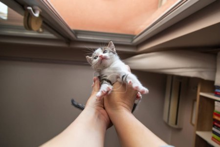 Téléchargez les photos : Femme tenant un mignon chaton blanc et gris - en image libre de droit