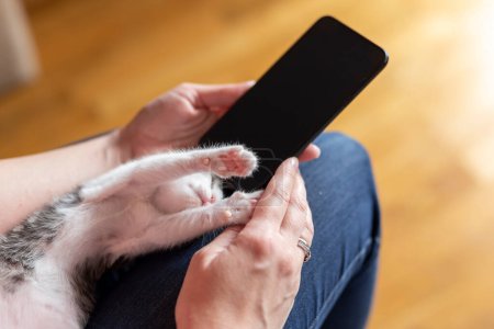 Téléchargez les photos : Détail des mains féminines tenant un smartphone et tapant un message texte tout en jouant avec mignon petit chaton curieux - en image libre de droit