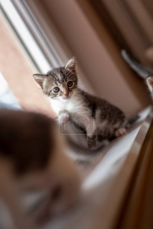 Photo for Group of beautiful little kittens playing on the living room floor by the window - Royalty Free Image