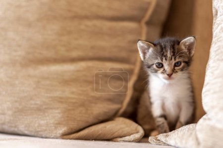 Photo for Playful kitten playing on the sofa, hiding between cushions and peeking - Royalty Free Image