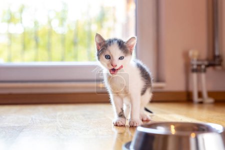 Photo for Beautiful little kitten licking milk from a bowl placed on the living room floor next to a window - Royalty Free Image