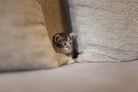 Téléchargez les photos : Petit chaton endormi couché sur le canapé, caché entre les coussins et regardant - en image libre de droit