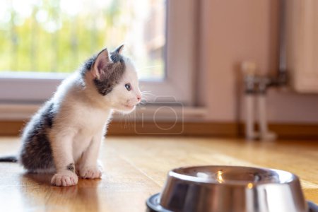 Foto de Hermosa gatita lamiendo leche de un tazón colocado en el piso de la sala de estar junto a una ventana - Imagen libre de derechos