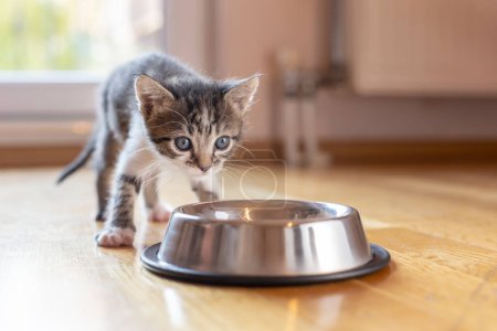 Téléchargez les photos : Beau petit chaton léchant le lait d'un bol placé sur le sol du salon à côté d'une fenêtre - en image libre de droit