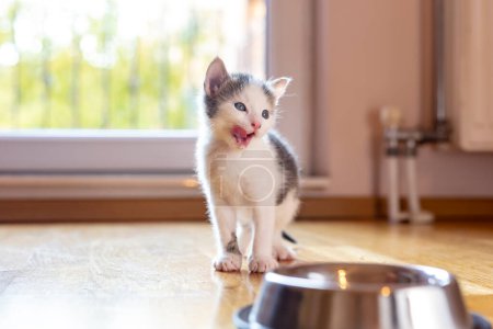 Photo for Beautiful little kitten licking milk from a bowl placed on the living room floor next to a window - Royalty Free Image