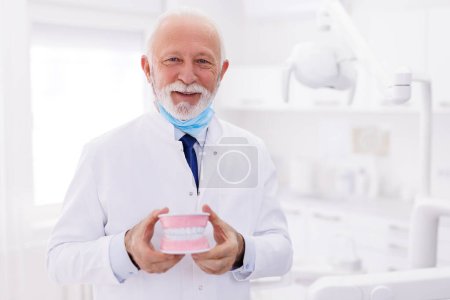 Téléchargez les photos : Portrait d'un dentiste de sexe masculin portant un uniforme tenant un modèle de mâchoire en plastique debout dans une clinique dentaire - en image libre de droit