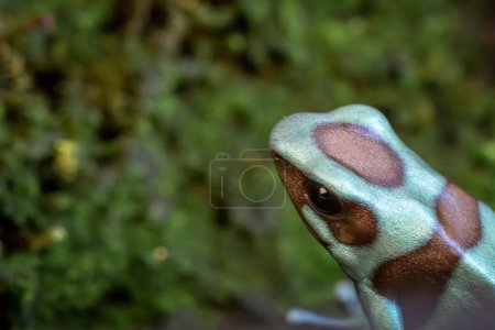 Téléchargez les photos : La grenouille verte et noire (Dendrobates auratus), ou grenouille venimeuse verte et noire. plan rapproché - en image libre de droit