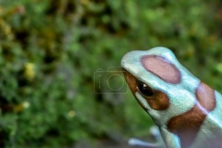 Photo for The green and black frog (Dendrobates auratus), or green and black poison arrow frog. close-up shot - Royalty Free Image