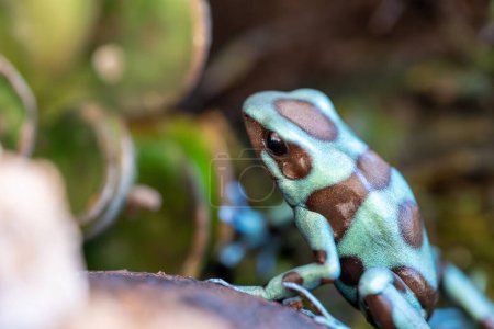Photo for The green and black frog (Dendrobates auratus), or green and black poison arrow frog. close-up shot - Royalty Free Image