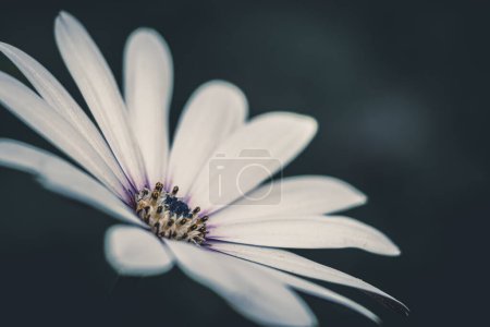 Foto de Primer plano de una hermosa osteospermum blanca aislada o margarita africana sobre fondo oscuro - Imagen libre de derechos