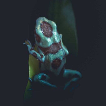 Foto de La rana verde y negra (Dendrobates auratus), o rana venenosa verde y negra. disparo en ambiente oscuro - Imagen libre de derechos