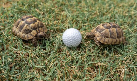 Photo for Close up of two young hermann turtles on grass with golf ball - macro, selective focus, space for text - Royalty Free Image