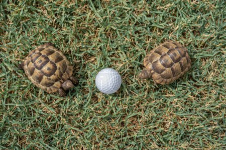 Photo for Close up of two young hermann turtles on grass with golf ball - Top view, macro, selective focus, space for text - Royalty Free Image