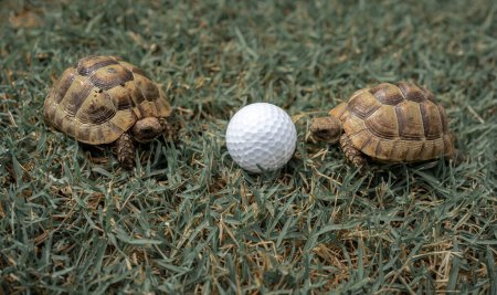 Photo for Close up of two young hermann turtles on grass with golf ball - macro, selective focus, space for text - Royalty Free Image
