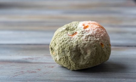 Rotten and fresh tangerine fruit with mold on wooden table