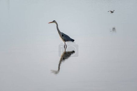 grey heron in a mirror lake and redshank in flight. beautiful natural minimalist scenery