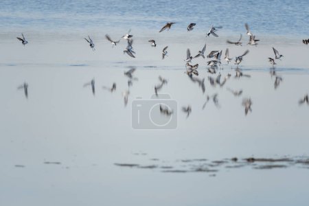 A flock of Dunlin landing in the salt marshes of the natural reserve of Lilleau des Niges on the Ile de Re island in France