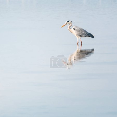 Photo for Grey heron in a mirror lake. beautiful natural minimalist scenery. lilleau des niges, re island, ornithological reserve - Royalty Free Image