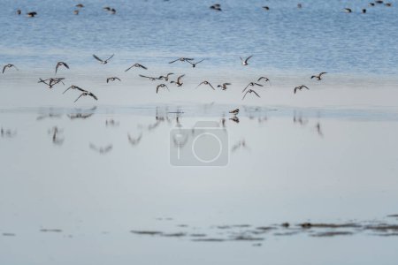 A flock of Dunlin landing in the salt marshes of the natural reserve of Lilleau des Niges on the Ile de Re island in France