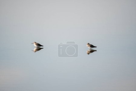 Two Dunlin isolated in the salt marshes of the natural reserve of Lilleau des Niges on the Ile de Re island in France. beautiful minimalist shot