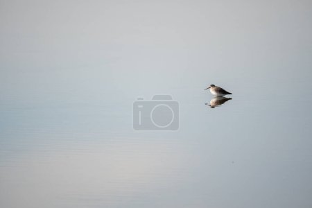 Photo for Abstract drop on grey water. Close up shot - Royalty Free Image