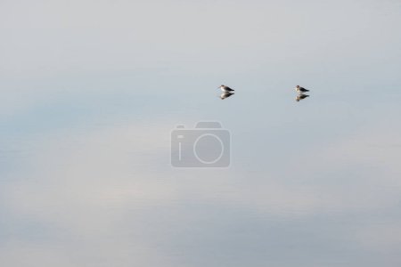 Photo for Two Dunlin isolated in the salt marshes of the natural reserve of Lilleau des Niges on the Ile de Re island in France. beautiful minimalist shot - Royalty Free Image