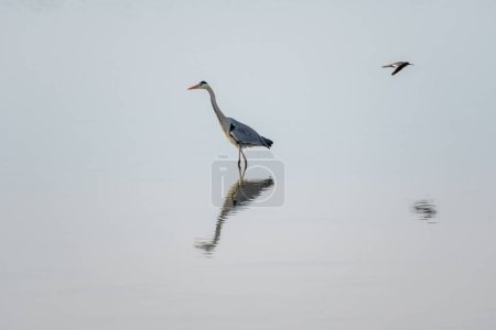 Photo for Grey heron in a mirror lake and redshank in flight. beautiful natural minimalist scenery - Royalty Free Image