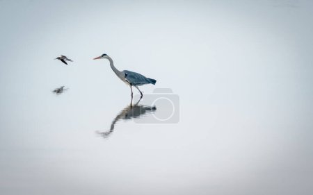 Photo for Grey heron in a mirror lake and redshank in flight. beautiful natural minimalist scenery - Royalty Free Image