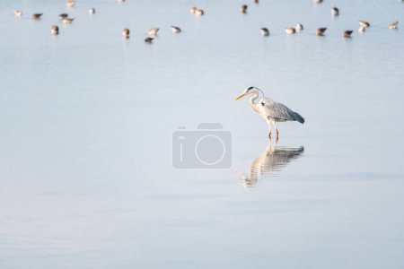 Photo for Grey heron in a mirror lake with plenty of blurred birds in the background. beautiful natural minimalist scenery. lilleau des niges, re island, ornithological reserve - Royalty Free Image