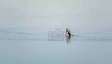 Photo for Two Dunlin isolated in the salt marshes of the natural reserve of Lilleau des Niges on the Ile de Re island in France. beautiful minimalist shot - Royalty Free Image