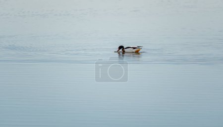 Photo for Tadorne de Belon,Tadorna tadorna. Common Shelduck hunting in clear blue water. beautiful natural minimalist scenery. Lilleau des niges, re island, ornithological reserve, france - Royalty Free Image