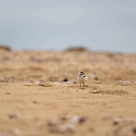 Niedlicher kleiner Wasservogel. Sand im Hintergrund. Vogel: Flussregenpfeifer. Scharadrius hiaticula.