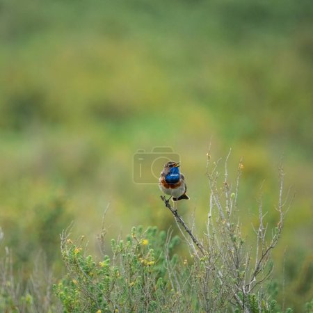 Blaukehlchen, Luscinia svecica. Ein singender Vogel sitzt auf einem Ast, baie de l 'aiguillon, Frankreich
