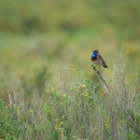 Bluethroat, Luscinia svecica. Un oiseau chanteur est assis sur une branche, baie de l'aiguillon, France