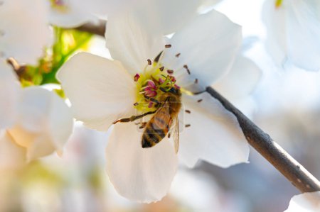 Foto de Flor blanca Nashi, acaba de florecer, en la que una abeja ha aterrizado. Primavera, polinización y vida de las abejas. - Imagen libre de derechos