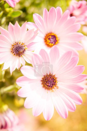 Photo for Background of colorful flowers in spring. - Royalty Free Image
