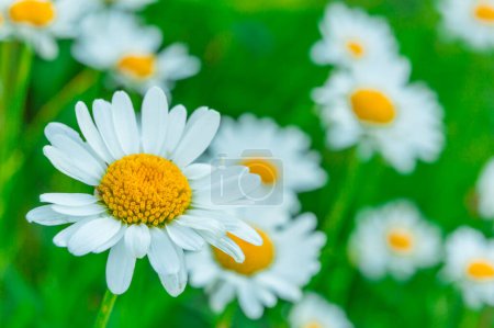 Photo for Background of newly flowered daisies, photographed in spring. - Royalty Free Image