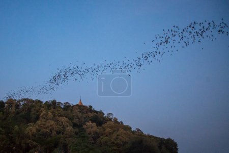 Foto de Un millón de murciélagos vuelan fuera de la cueva de Kang Khao en el Wat Khao Chong Phran cerca de la ciudad de Ratchaburi en la provincia de Ratchaburi en Tailandia, Tailandia, Ratchaburi, noviembre de 2022 - Imagen libre de derechos
