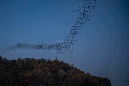 Photo for One Million Bat fly out of the Kang Khao Cave at the Wat Khao Chong Phran near the City of Ratchaburi in the Province of Ratchaburi in Thailand,  Thailand, Ratchaburi, November, 2022 - Royalty Free Image