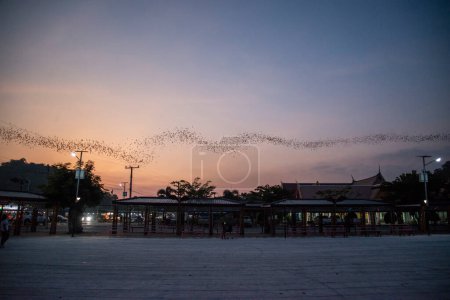 Foto de Un millón de murciélagos vuelan fuera de la cueva de Kang Khao en el Wat Khao Chong Phran cerca de la ciudad de Ratchaburi en la provincia de Ratchaburi en Tailandia, Tailandia, Ratchaburi, noviembre de 2022 - Imagen libre de derechos