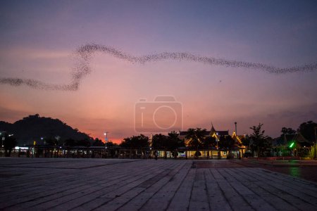 Téléchargez les photos : Un million de chauves-souris s'envolent de la grotte de Kang Khao au Wat Khao Chong Phran près de la ville de Ratchaburi dans la province de Ratchaburi en Thaïlande, Thaïlande, Ratchaburi, novembre 2022 - en image libre de droit