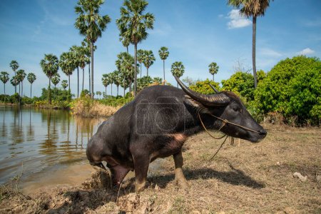 Foto de A Buffalo at a Field near the City of Ang Thong in the Province of Ang Thong in Thailand,  Thailand, Ang Thong, November, 2022 - Imagen libre de derechos