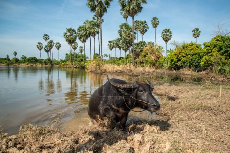 Téléchargez les photos : A Buffalo at a Field near the City of Ang Thong in the Province of Ang Thong in Thailand,  Thailand, Ang Thong, November, 2022 - en image libre de droit