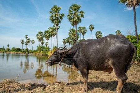 Photo for A Buffalo at a Field near the City of Ang Thong in the Province of Ang Thong in Thailand,  Thailand, Ang Thong, November, 2022 - Royalty Free Image